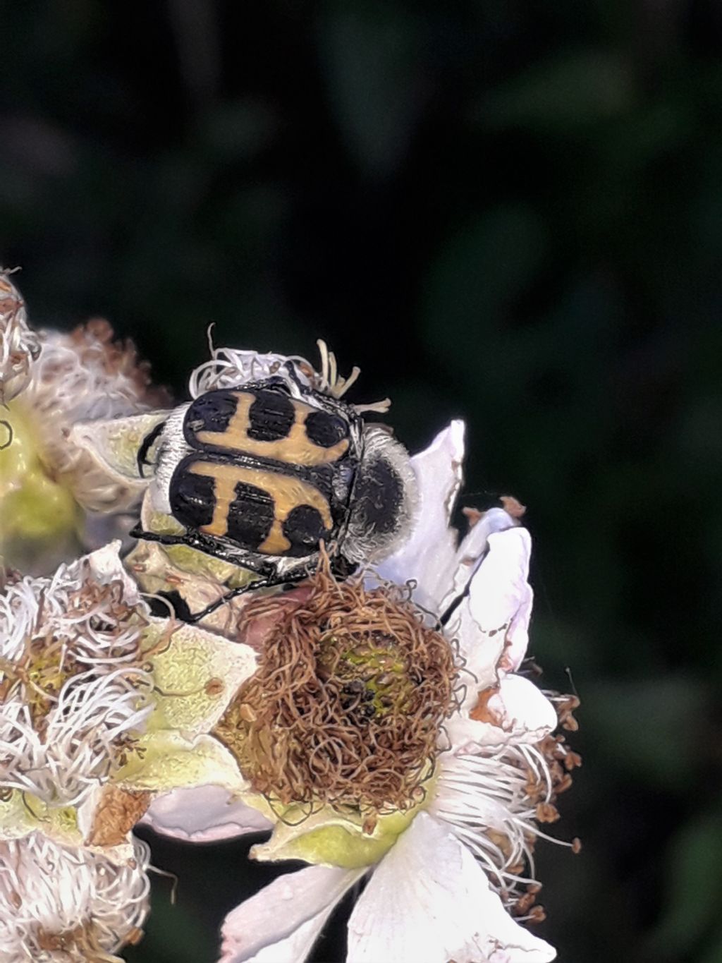 Cetoniidae: Trichius zonatus (= gallicus)